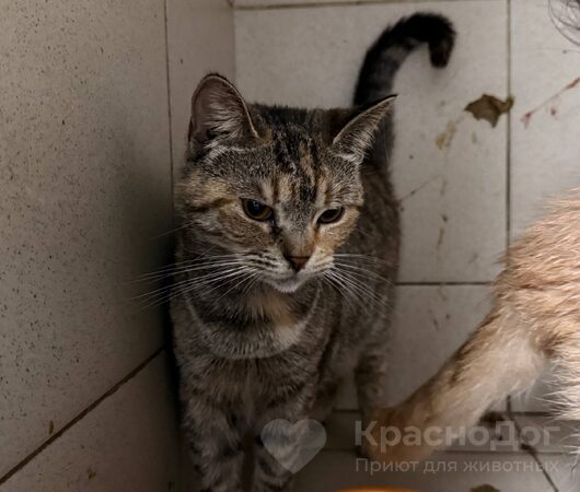 Аннетт