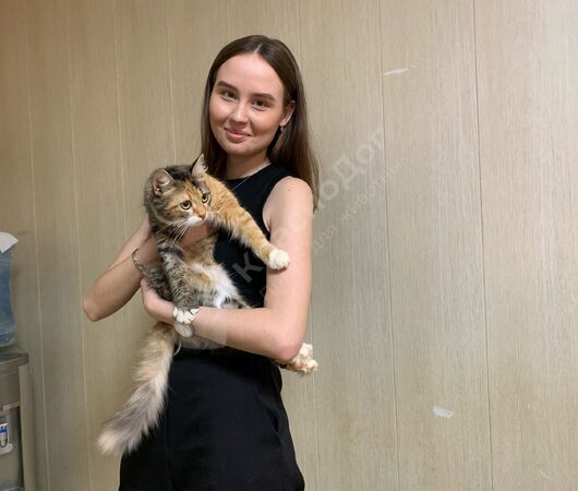 Ариэла