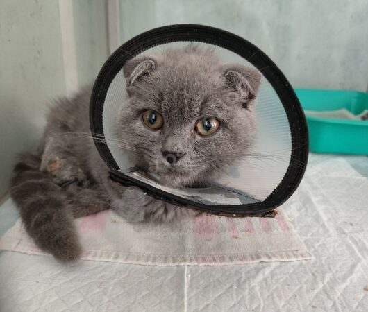 Милли