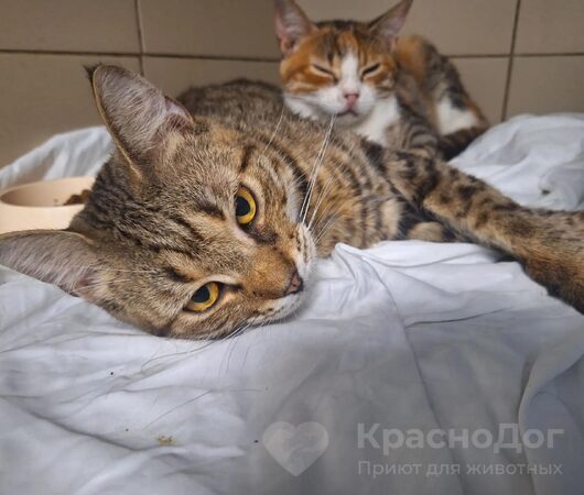 Новопассит