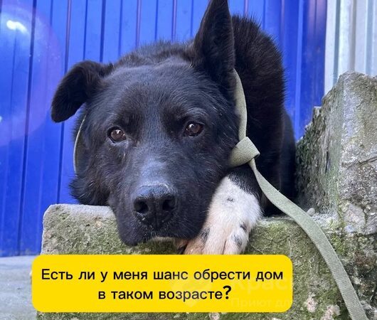 Балто