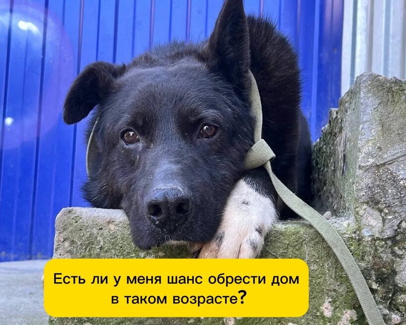 Балто
