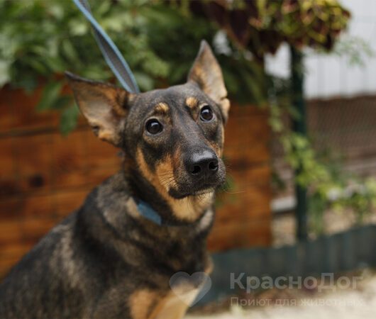Пэнси
