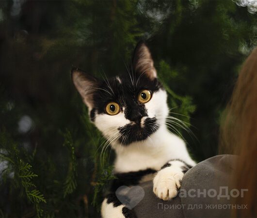 Опёнок