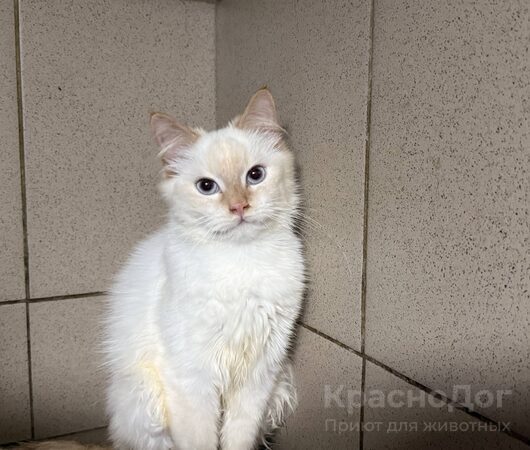 Ласточка