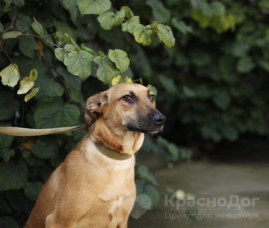 Принцесса