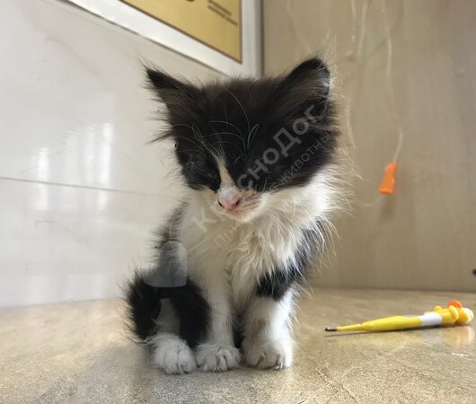 Кацуми