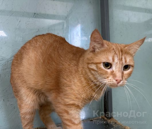 Гвоздика