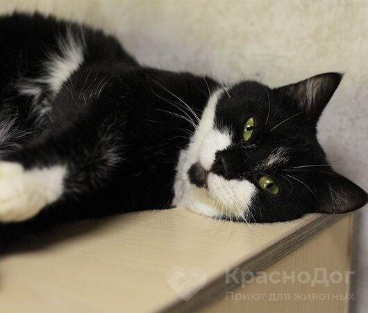 Мамонт