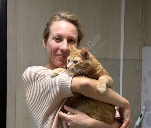 Королек