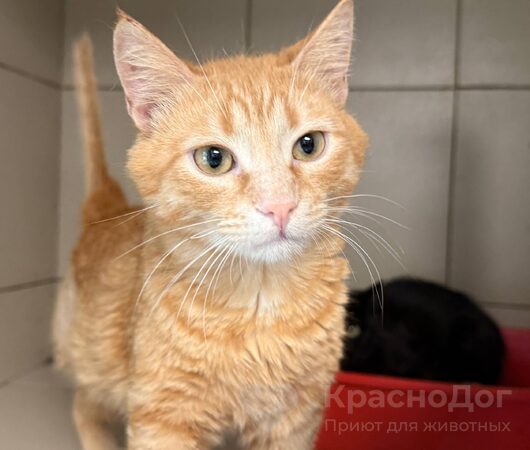 Королек