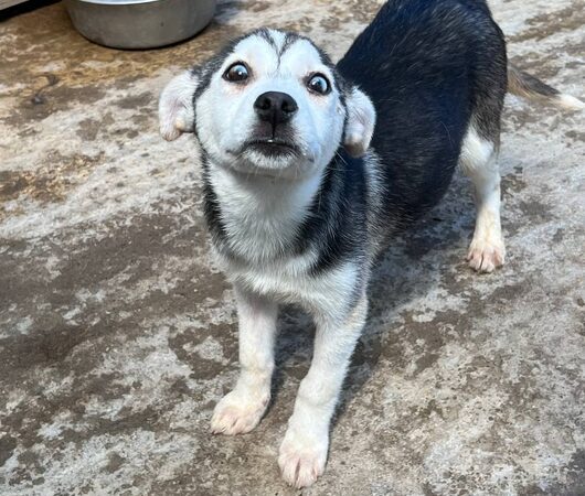 Гойла