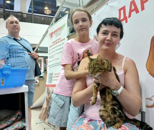 Рысь