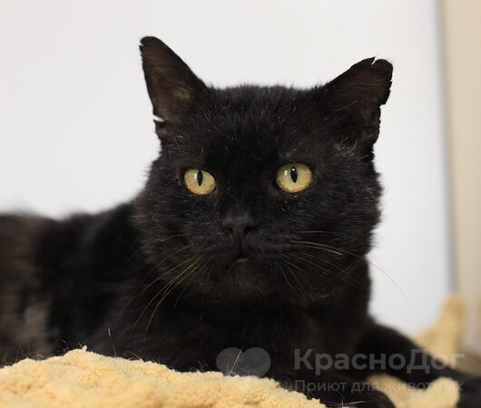 Кофеек
