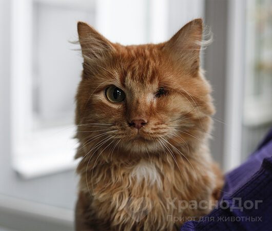 Апероль