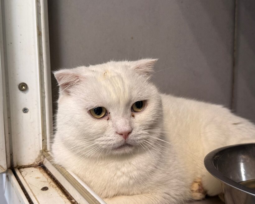Белик