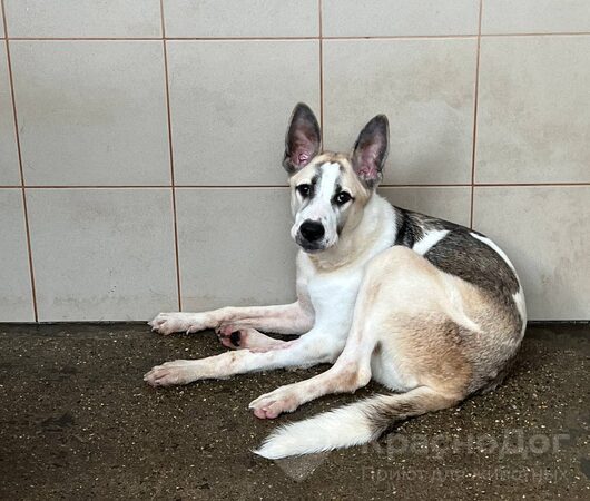 Мотор