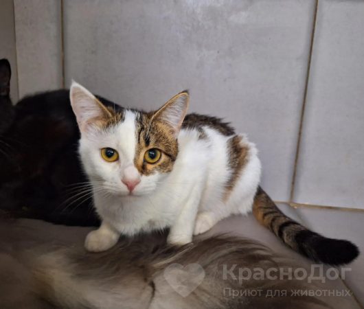 Роза