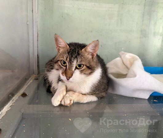 Копик