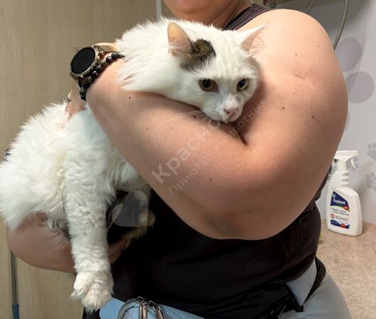 Кокос
