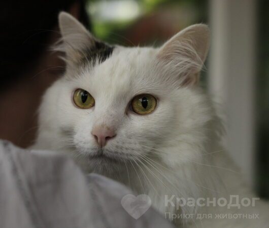 Кокос