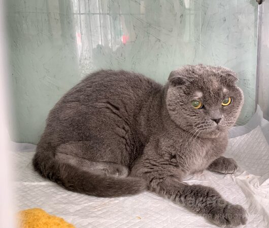 Капитолин