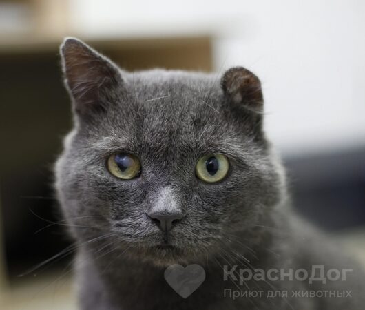 Семён