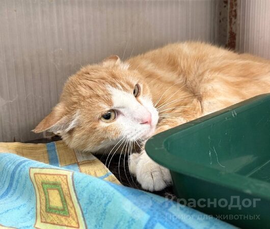 Фрунзик