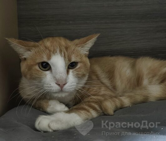 Фрунзик