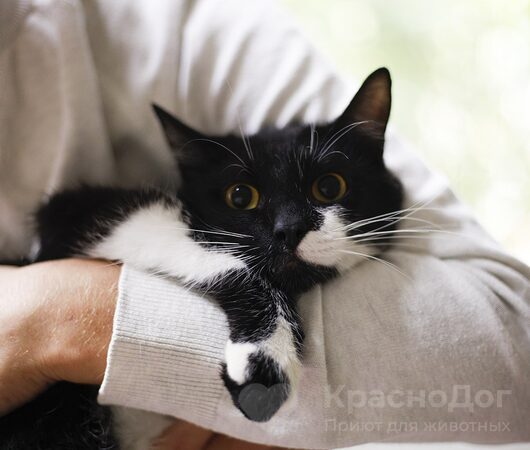 Шухер