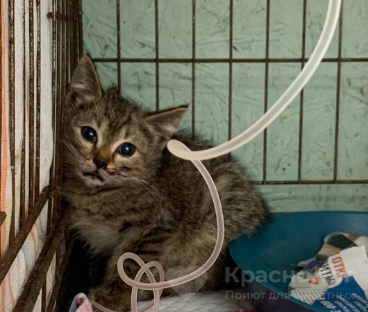 Полисорбета