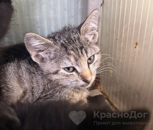 Кусимира