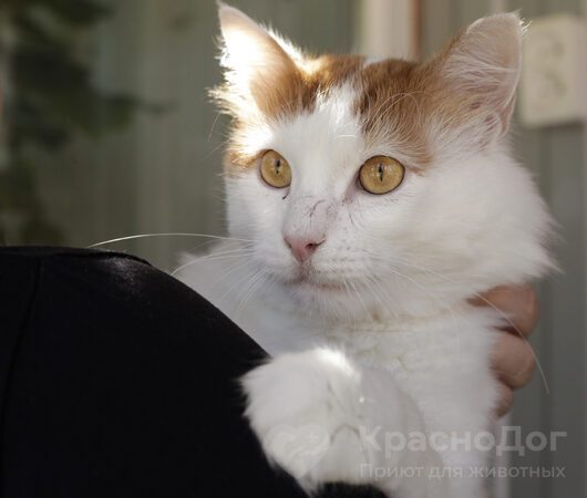 Хагрид