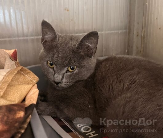 Салли