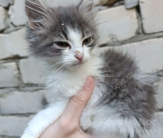 Счет