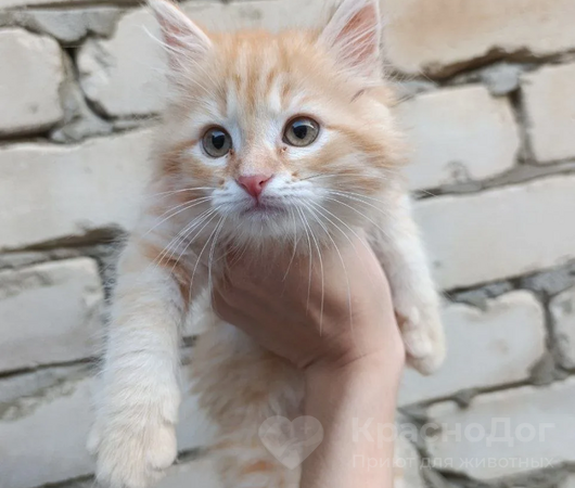 Кешбек