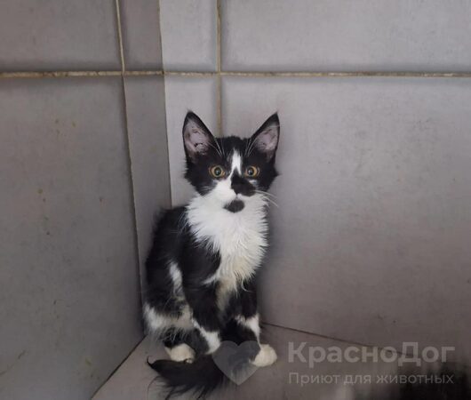 Мистер