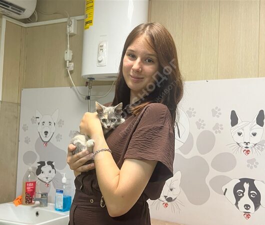 Спелл