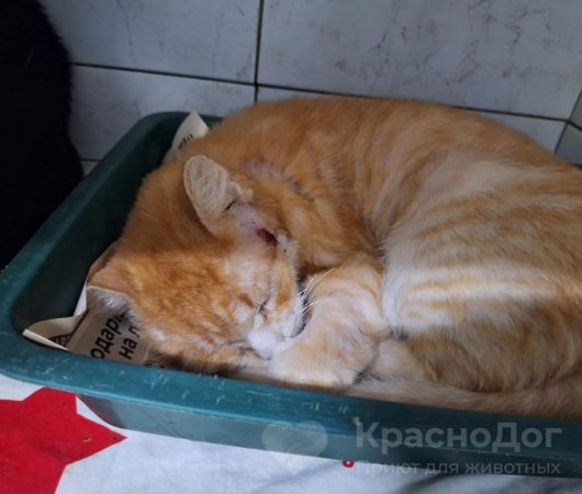 Толстобрюх
