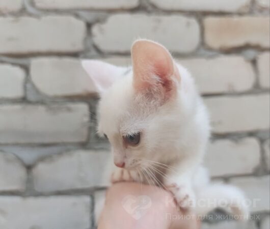 Роял