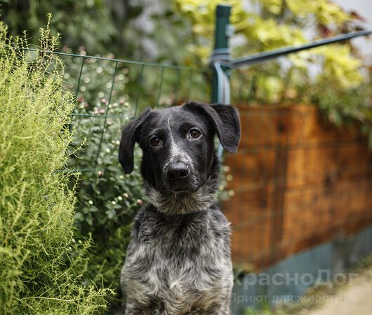 Добби