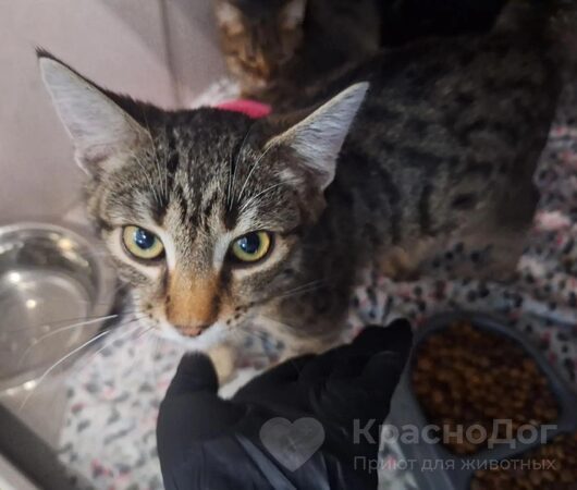 Скумбрия