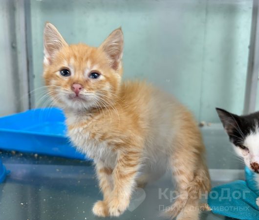 Скитлс