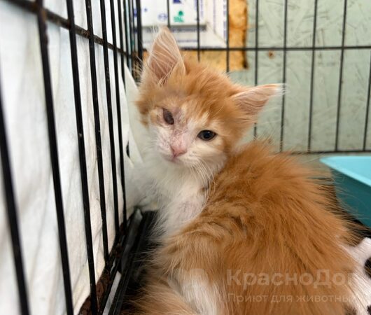 Айдаред