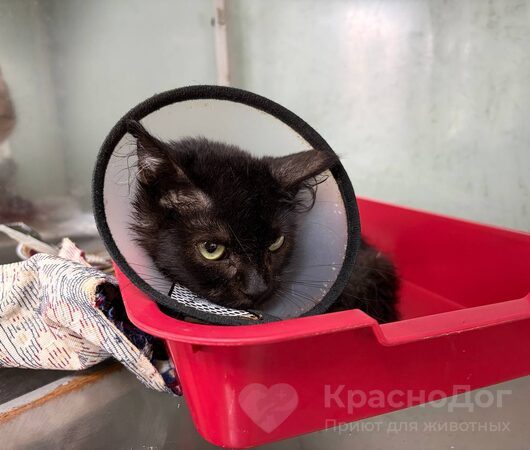 Габа