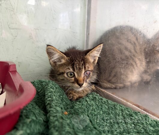 Скрат