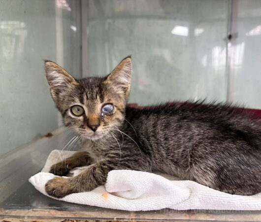 Скрат