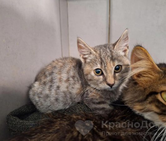 Митси