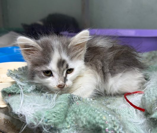 Белоух