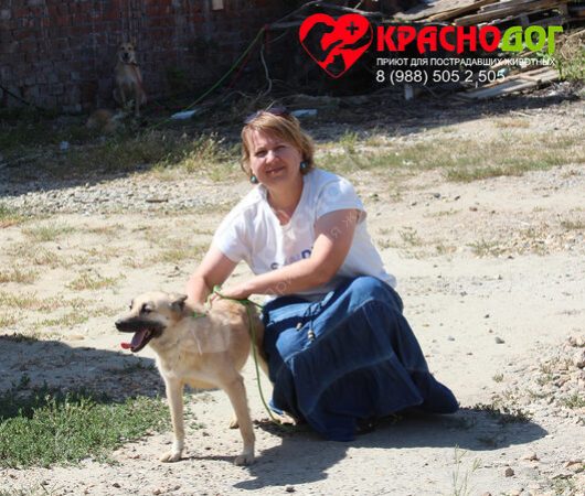 Голубика